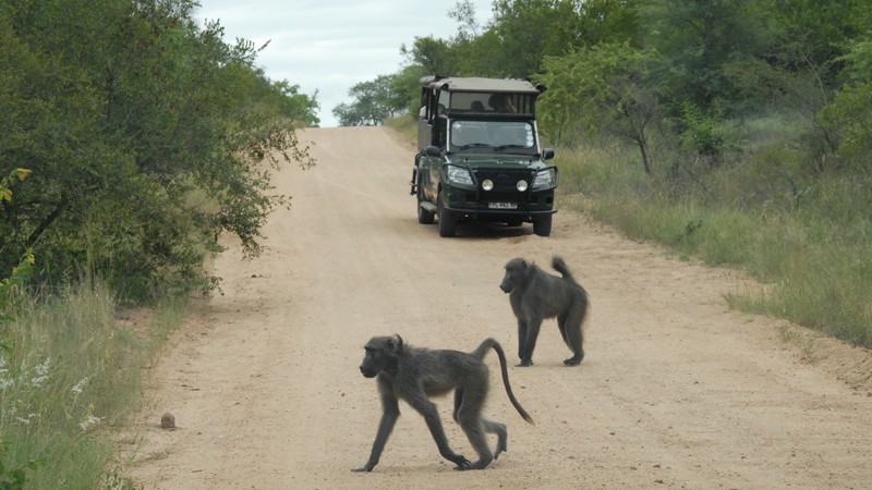 Heldagssafari i Krugerparken